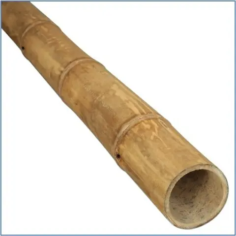 Bamboo