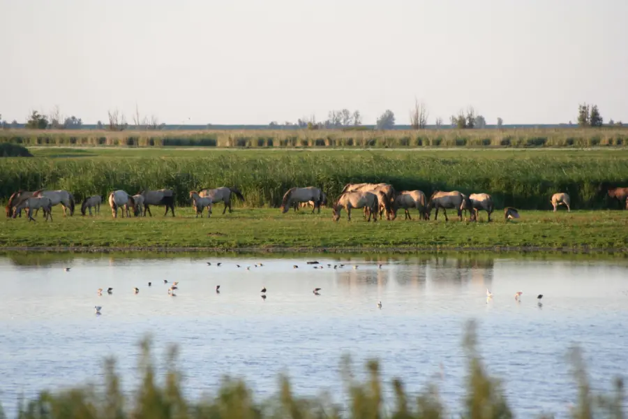 Umgebung Naturist Camping Flevo Natuur Niederlande 15